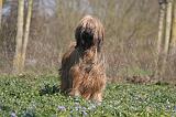 BRIARD 096